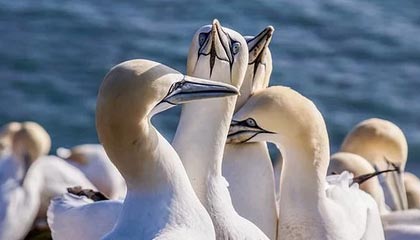 星空体育官网入口-法甲焦点战，精彩配合和精彩进球展示球队实力，法甲集锦