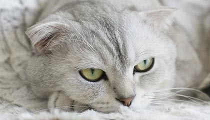 星空体育星空体育官网入口-钢铁德比：不来梅主场迎战沃尔夫斯堡，德国杯不来梅对莱比锡