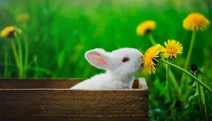 星空体育官网入口-法甲焦点战，精彩配合和精彩进球展示球队实力，法甲集锦